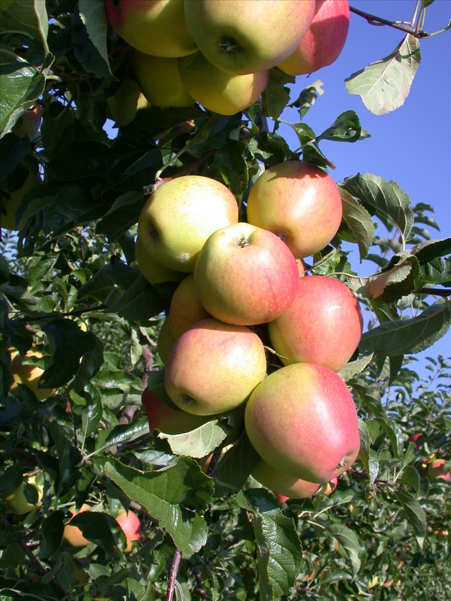 Malus domestica 'Pinova'(s)