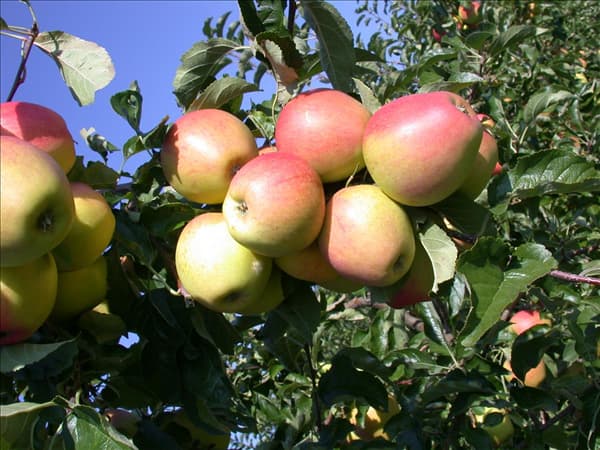 Malus domestica 'Pinova'(s)