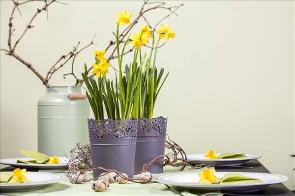 Narcissus