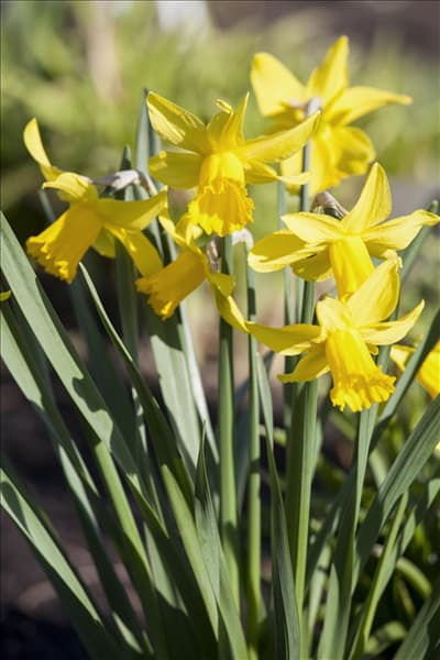 Narcissus