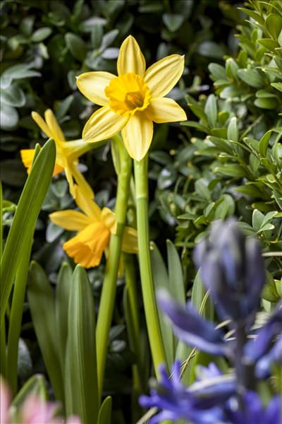 Narcissus
