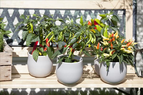 Capsicum annuum