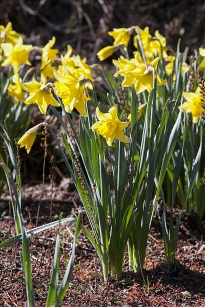 Narcissus