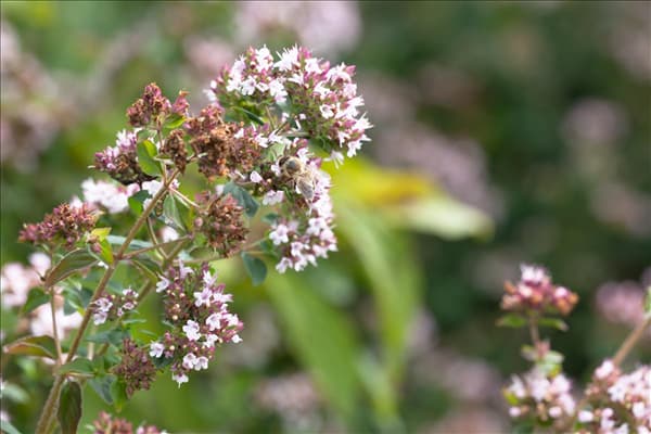 Origanum majorana