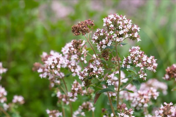 Origanum majorana