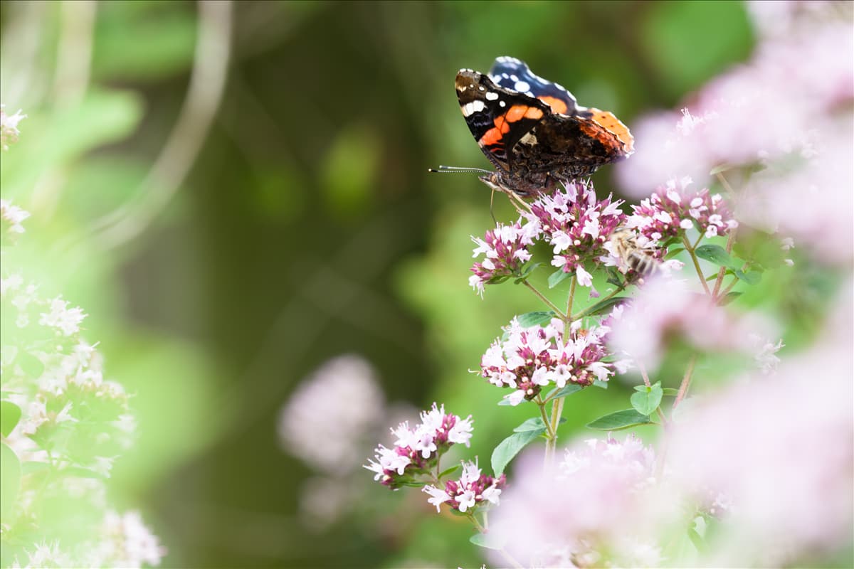Origanum majorana