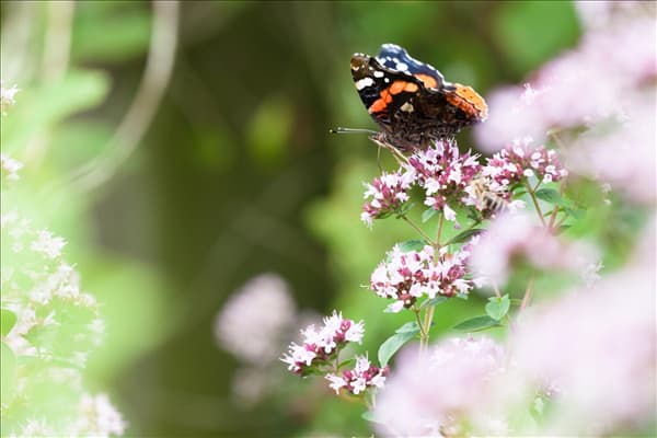 Origanum majorana
