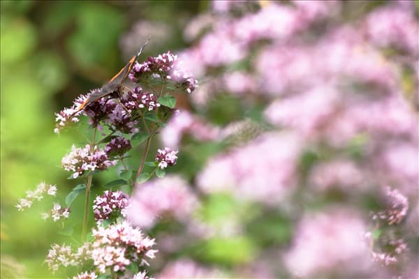 Origanum majorana