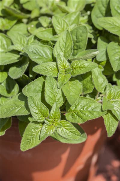 Origanum majorana