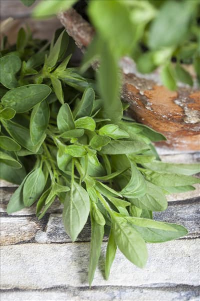 Origanum majorana