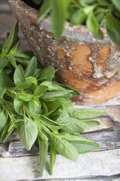 Origanum majorana