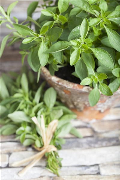 Origanum majorana