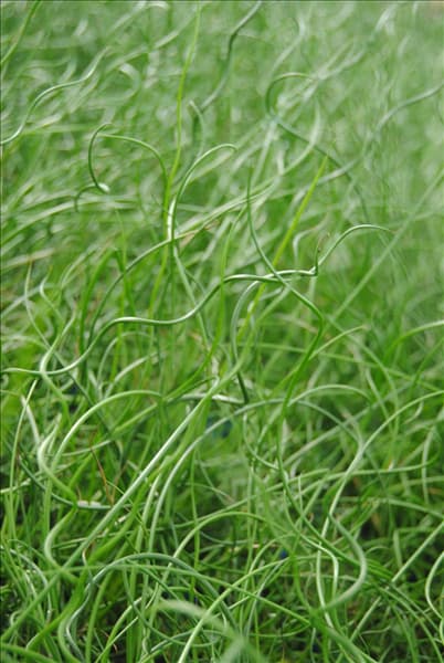 Juncus effusus 'Spiralis'