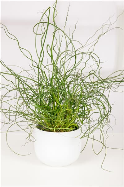 Juncus effusus 'Spiralis'