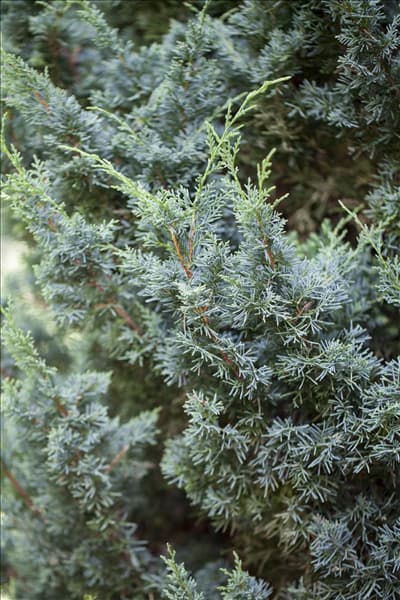 Juniperus chinensis