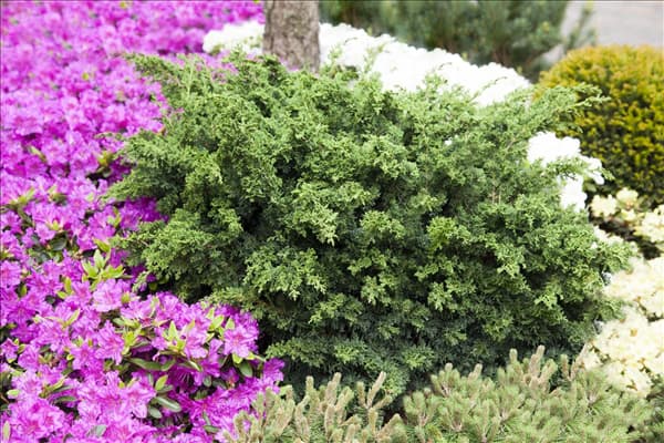 Juniperus chinensis 'Blaauw'