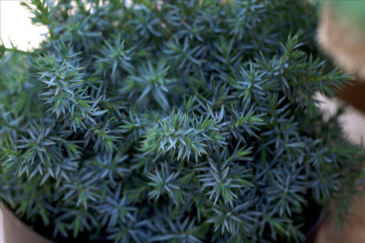Juniperus chinensis