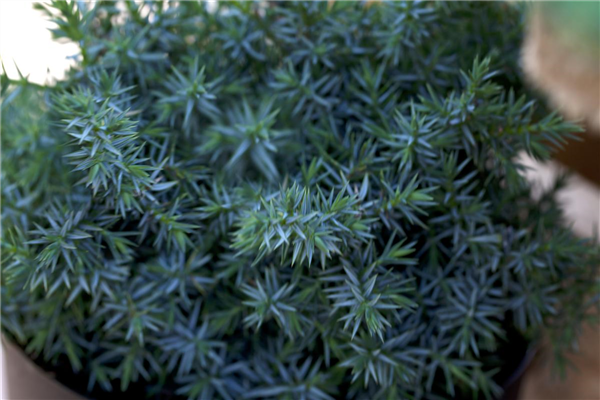 Juniperus chinensis 'Blue Alps'