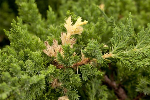 Juniperus chinensis 'Expansa Variegata'