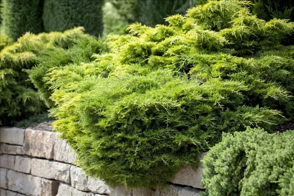 Juniperus chinensis