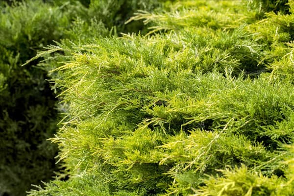Juniperus chinensis