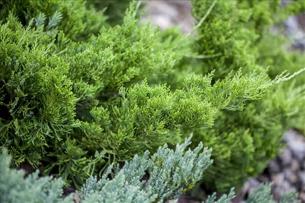 Juniperus chinensis