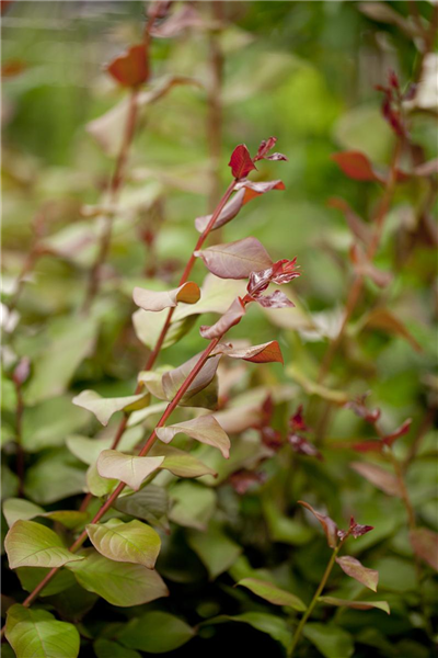 Lagerstroemia indica 'Berry Dazzle'®