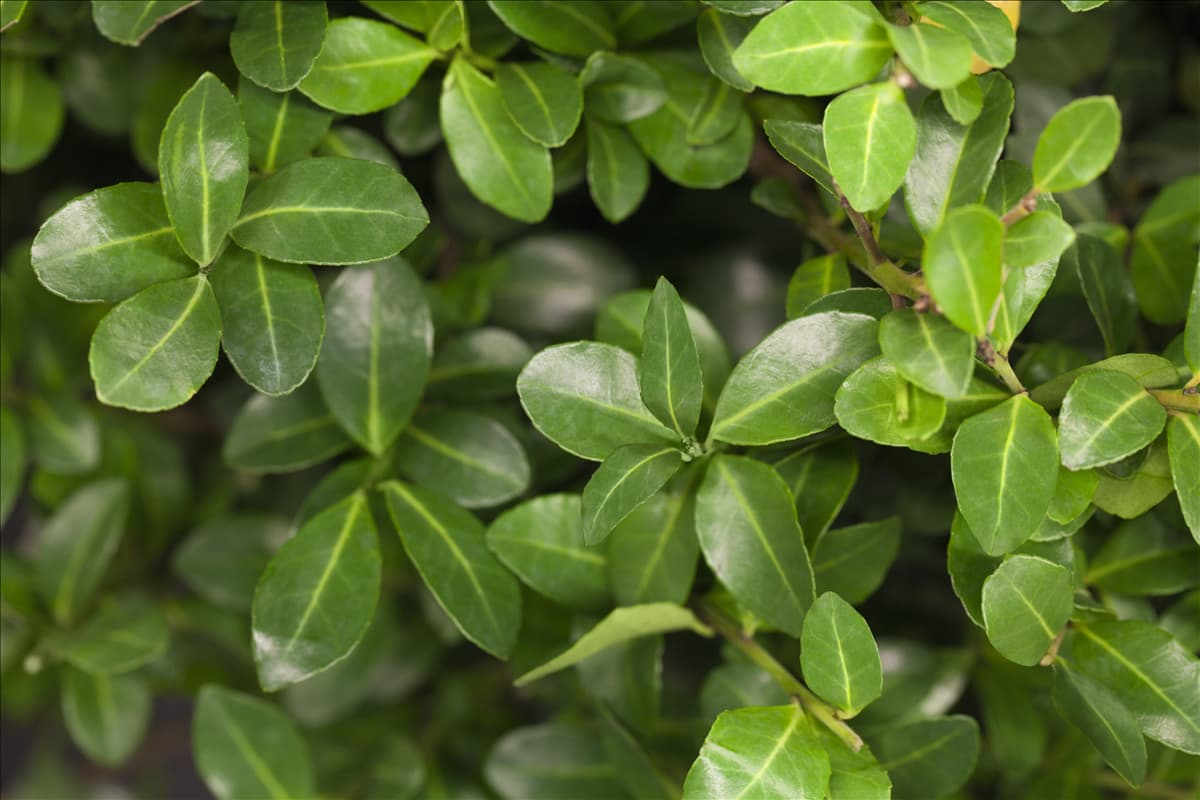 Ilex crenata