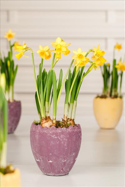Narcissus