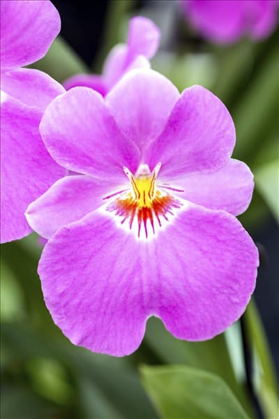 Miltoniopsis