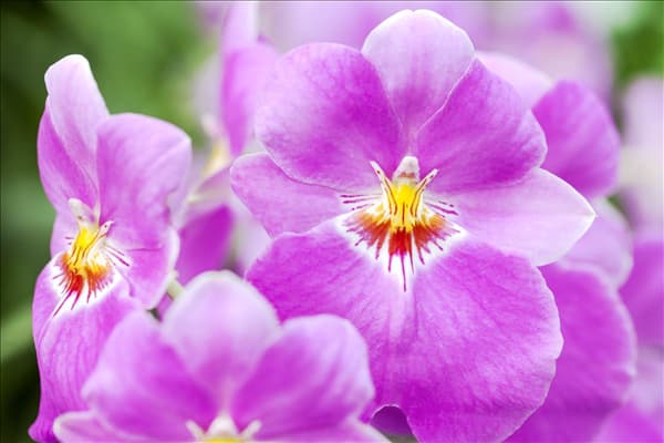Miltoniopsis