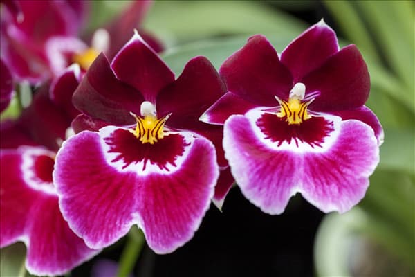 Miltoniopsis