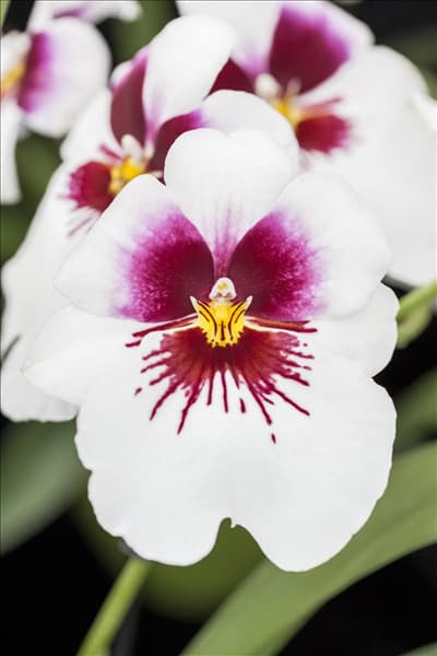 Miltoniopsis