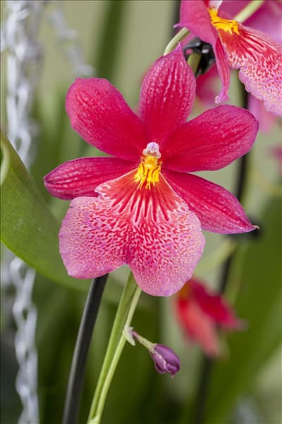 Miltoniopsis