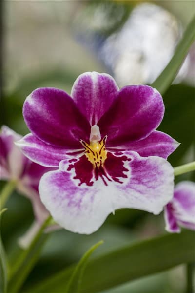 Miltoniopsis