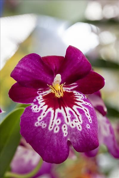 Miltoniopsis