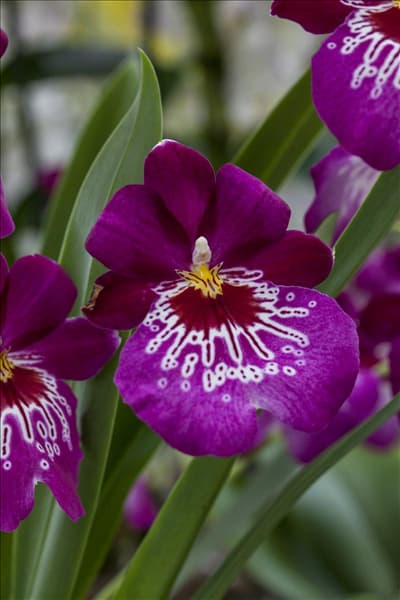Miltoniopsis