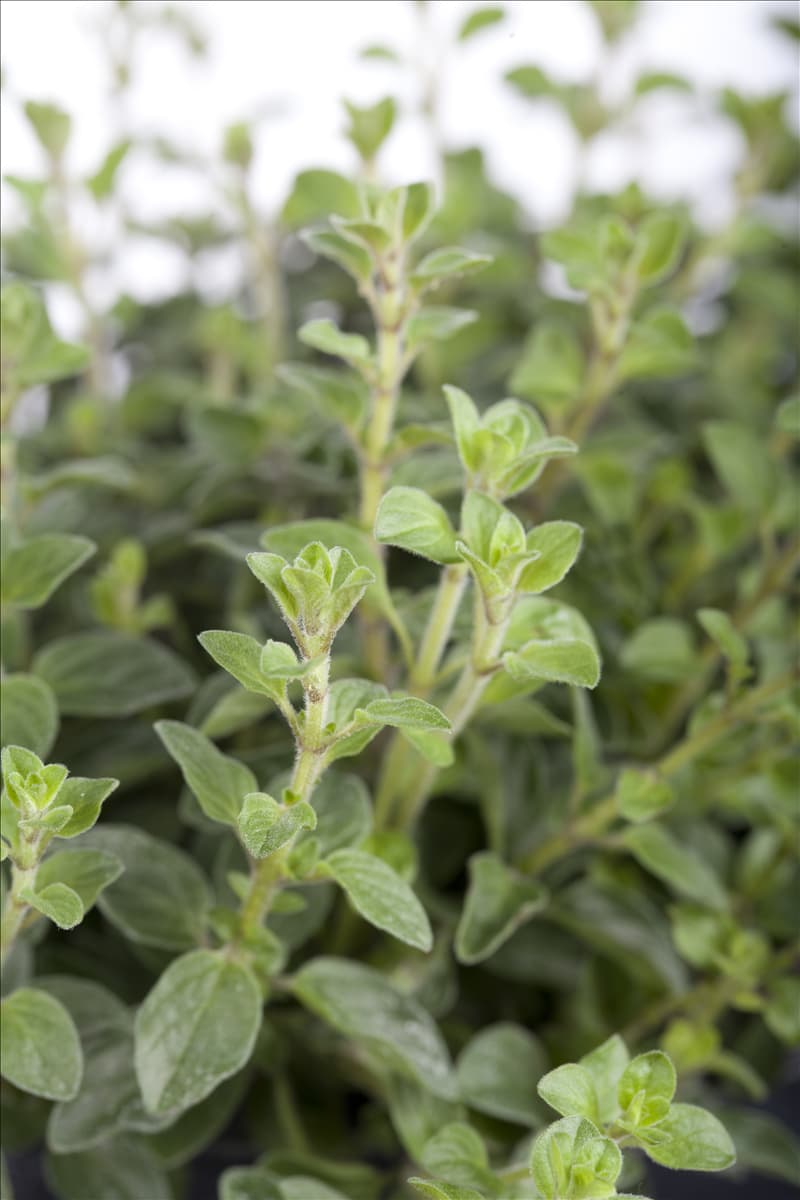 Origanum vulgare