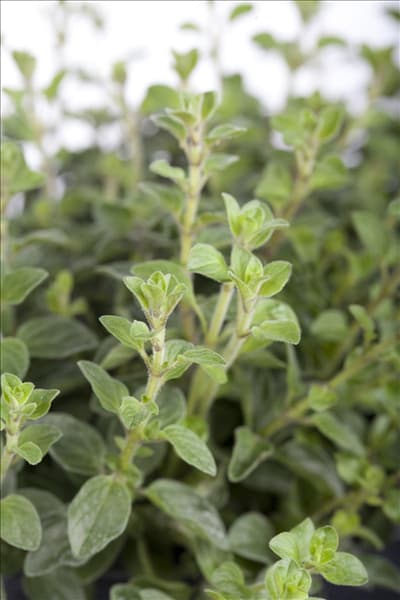 Origanum vulgare