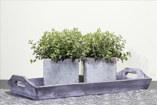 Origanum vulgare