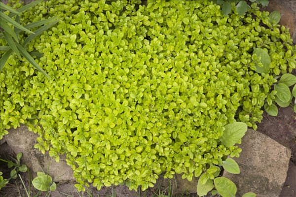 Origanum vulgare