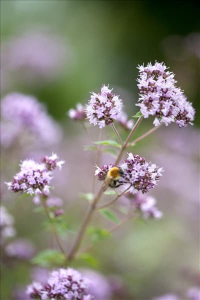 Origanum vulgare