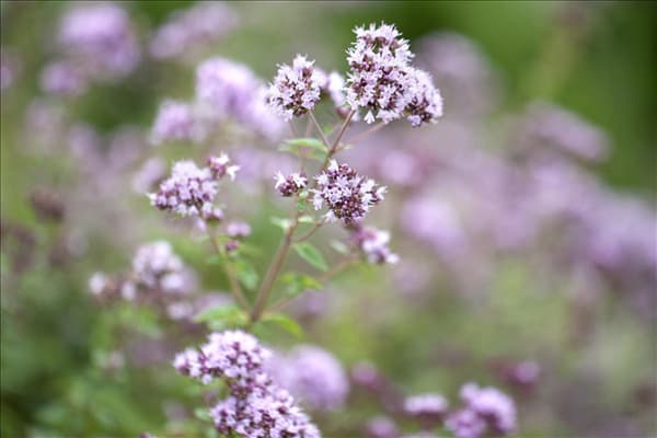 Origanum vulgare