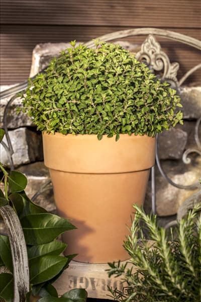 Origanum vulgare