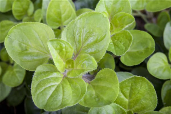 Origanum vulgare