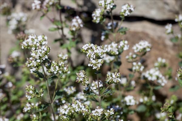 Origanum vulgare
