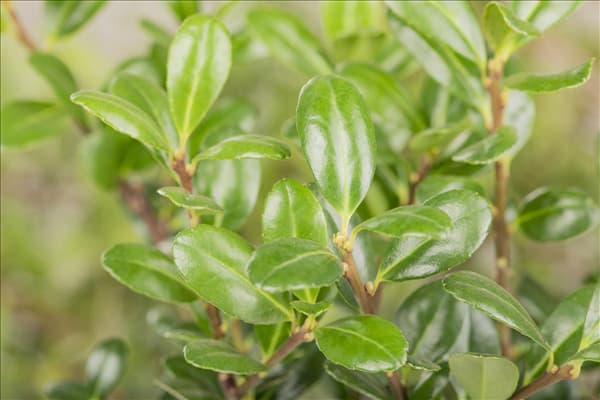Ilex crenata 'Robustico'