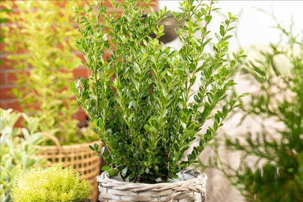 Ilex crenata 'Robustico'
