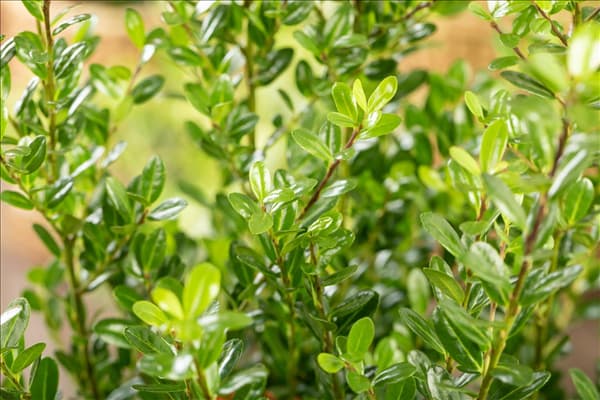Ilex crenata 'Robustico'