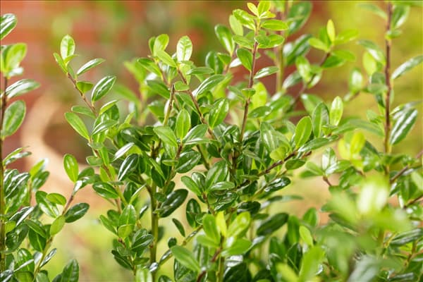 Ilex crenata 'Robustico'